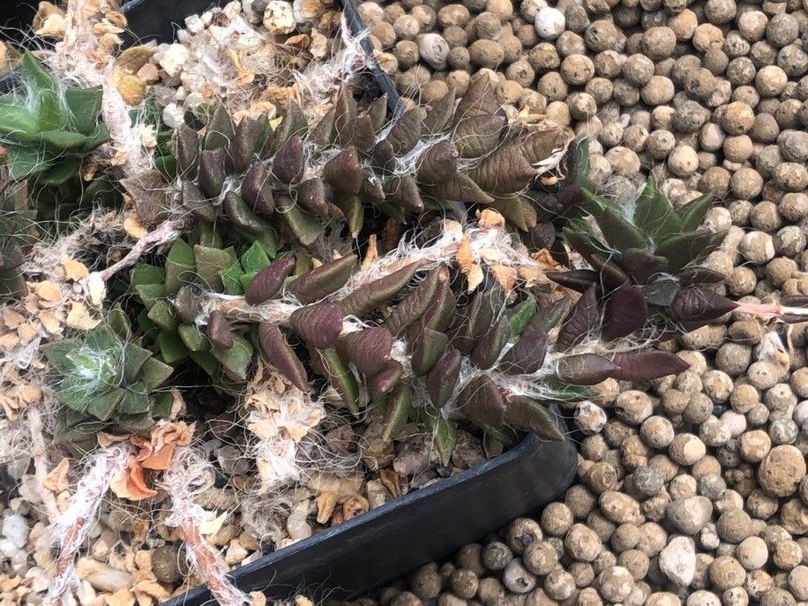 Anacampseros karasmontana leaf