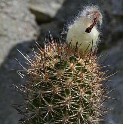 Oreocereus hempelianus fruit
