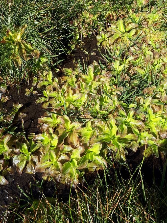 Pinguicula corsica — houseplant care guide