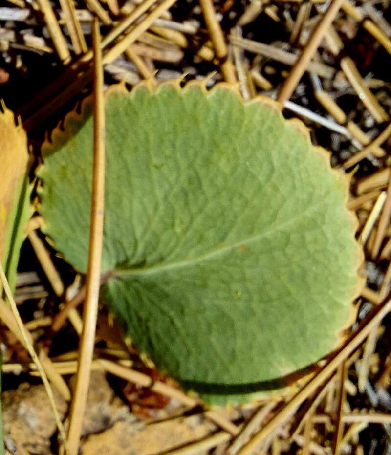 Eryngium thorifolium leaf