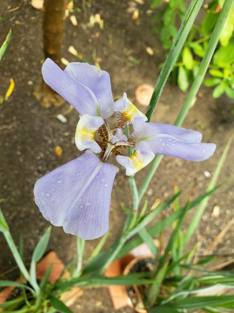 Phalocallis coelestis flower