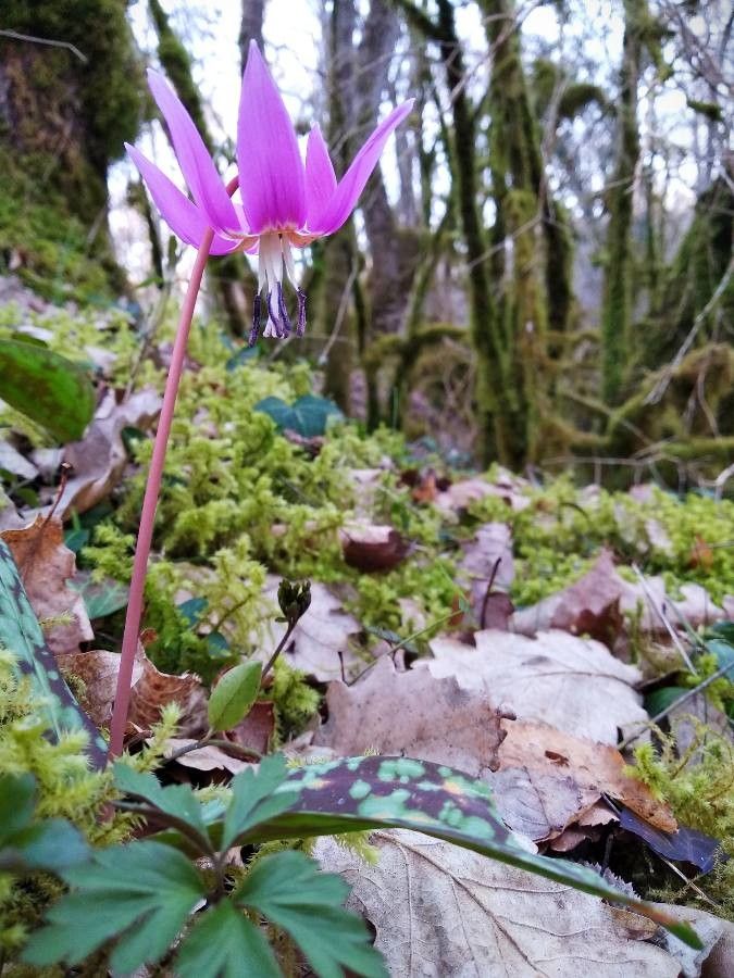 Erythronium sibiricum — search result for 'Liliaceae'