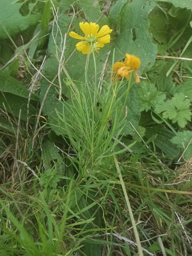 Helenium amarum habit