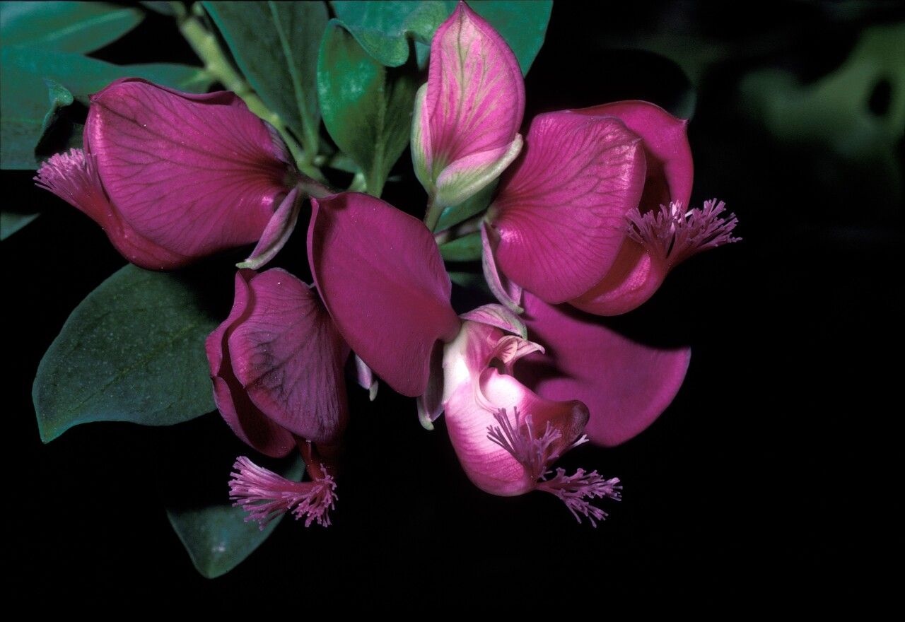 Polygala grandiflora — search result for 'Polygala'