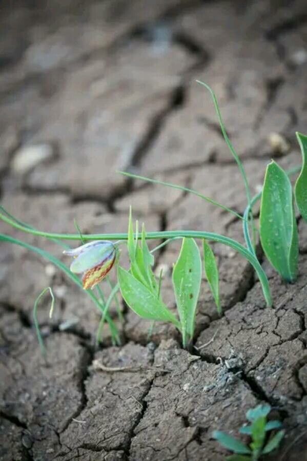 Fritillaria crassifolia — search result for 'Iraq'