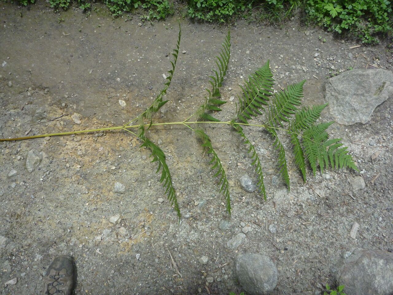 Pteridium revolutum habit