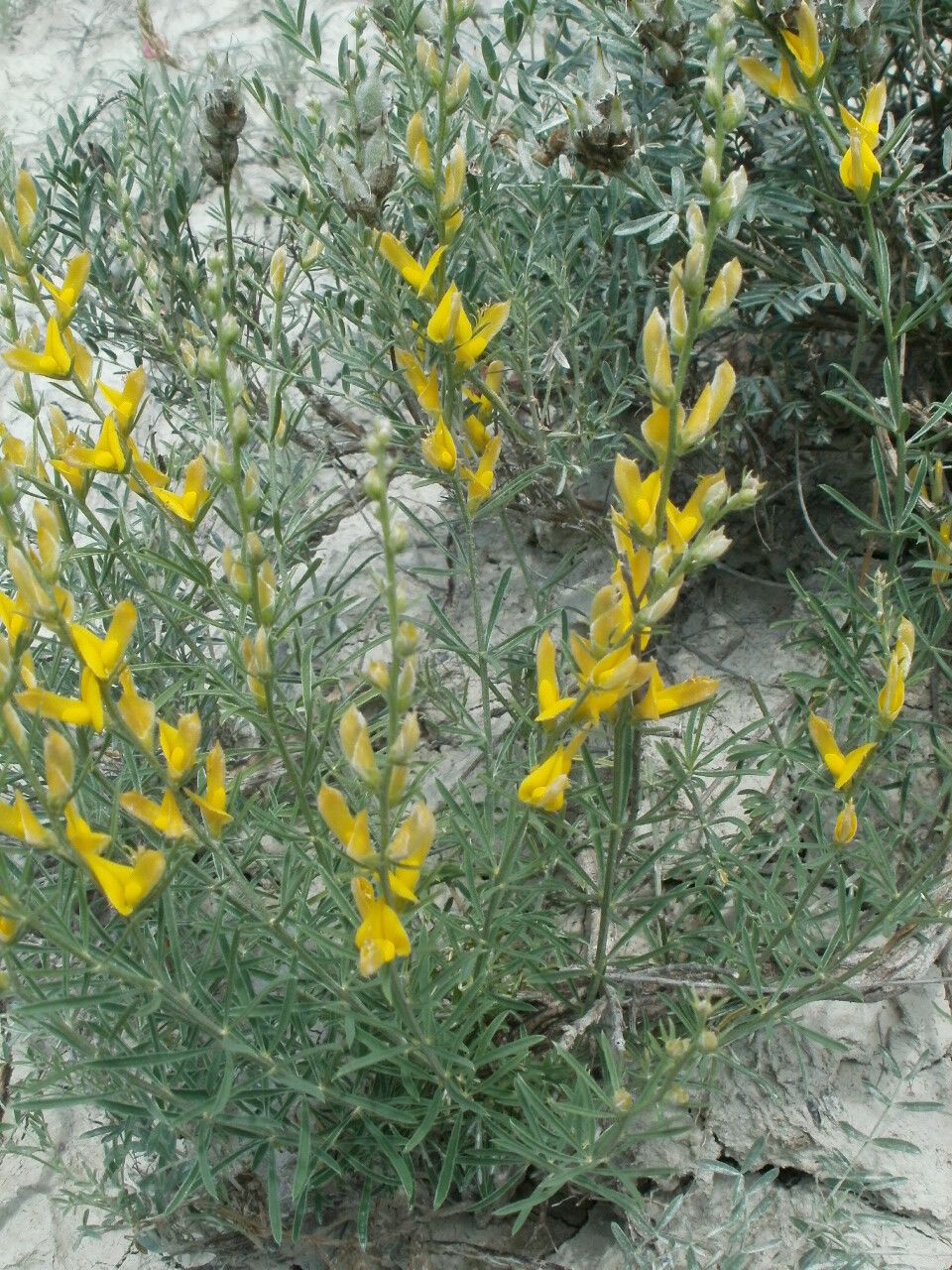 Genista sessilifolia habit