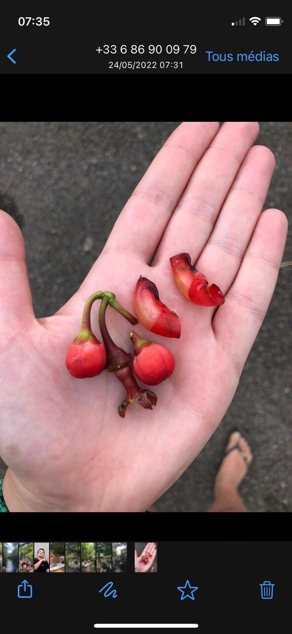 Symphonia globulifera fruit