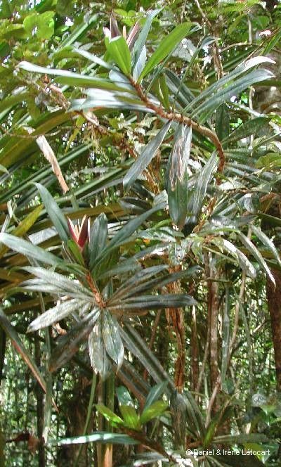 Freycinetia spectabilis habit