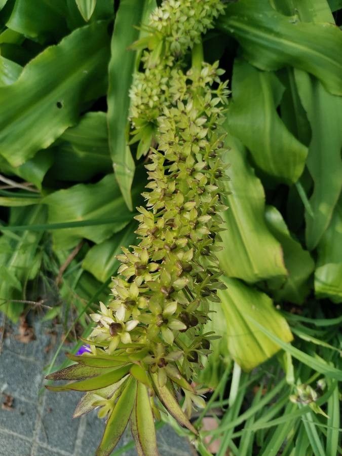 Eucomis autumnalis flower