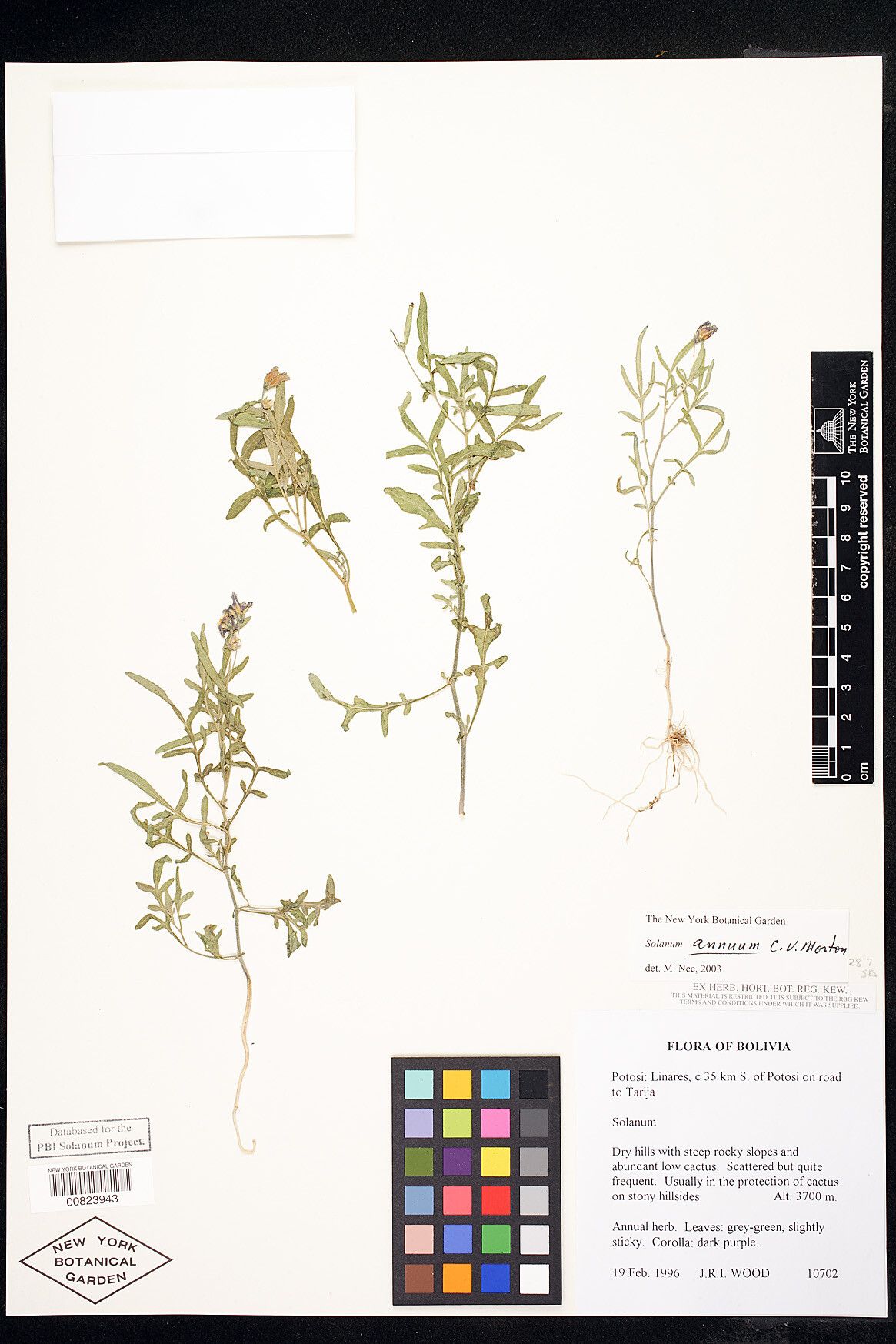 Solanum stipuloideum — houseplant care guide