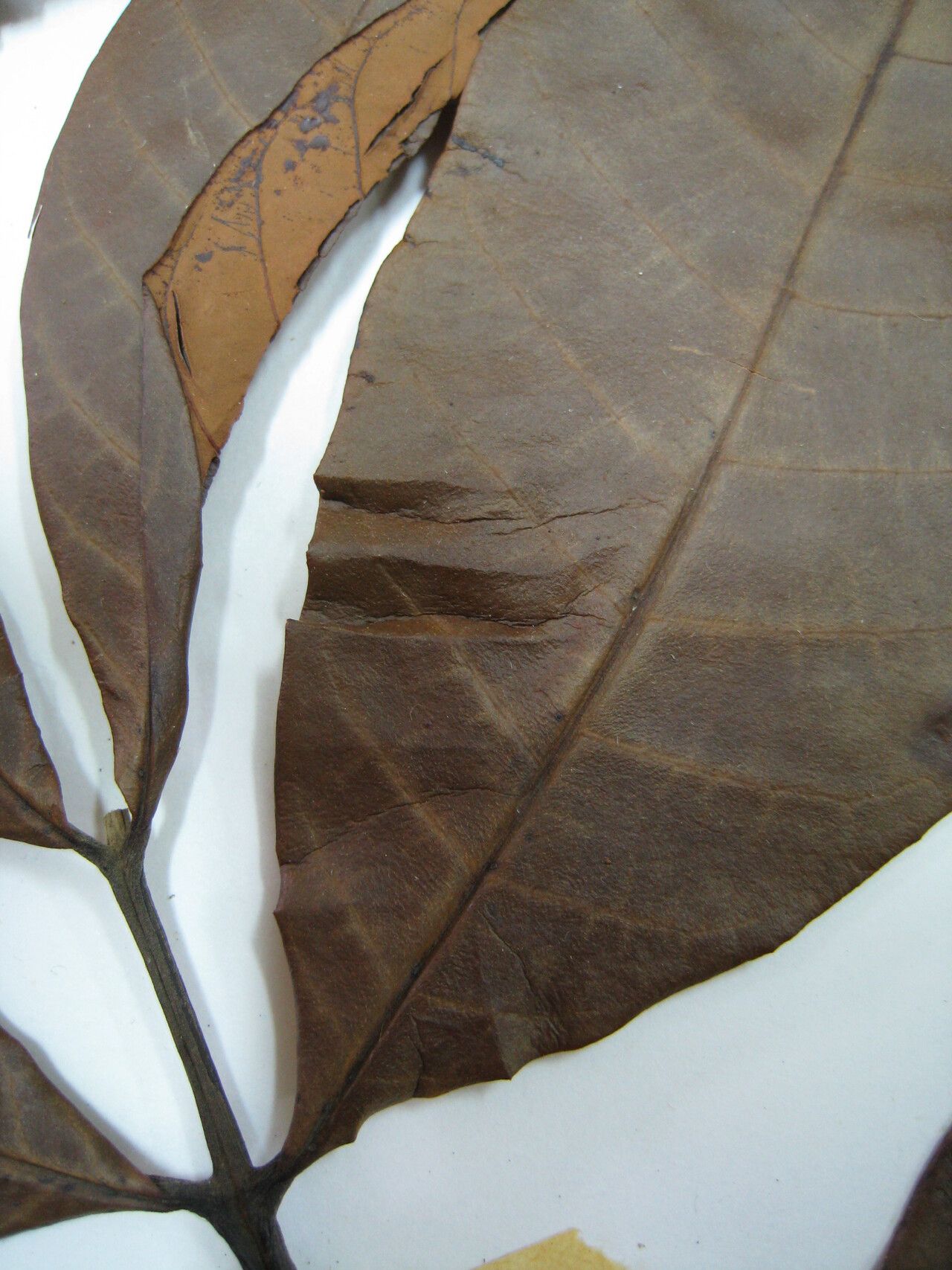 Guarea kunthiana other