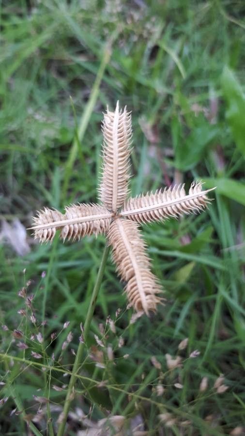 Dactyloctenium aegyptium fruit