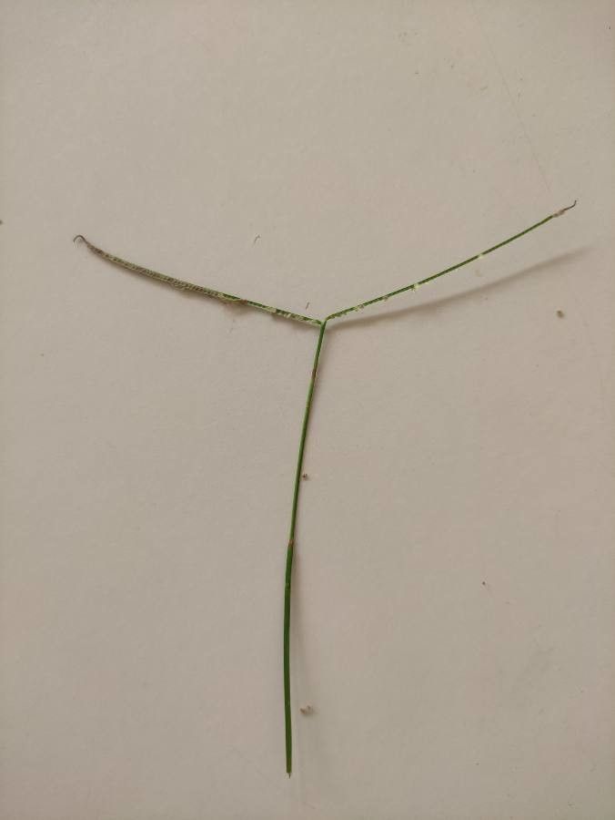 Paspalum conjugatum fruit