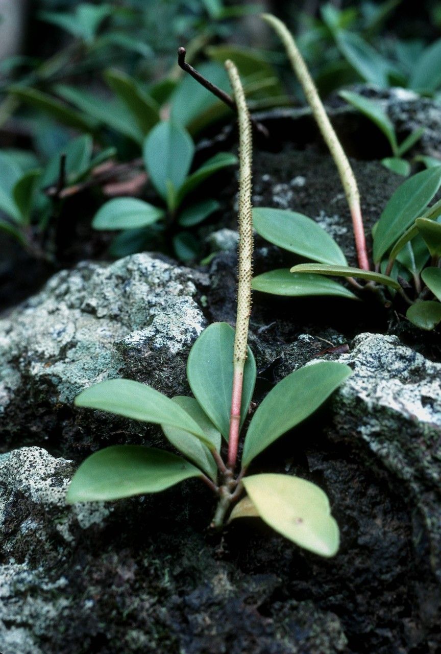 Peperomia spathulifolia — sleep aid houseplant