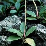 Peperomia spathulifolia