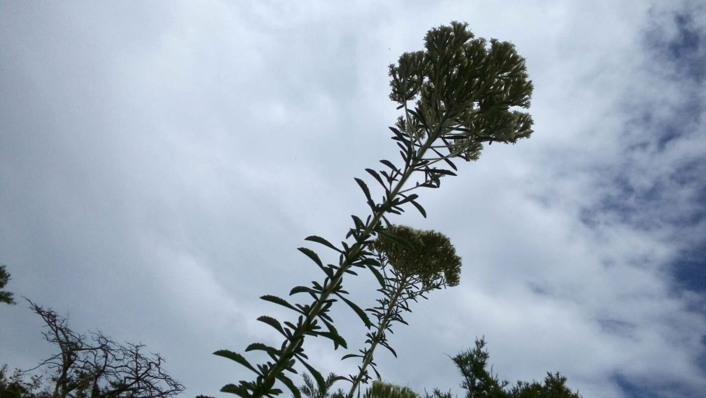 Stevia serrata — search result for 'Paraguay'