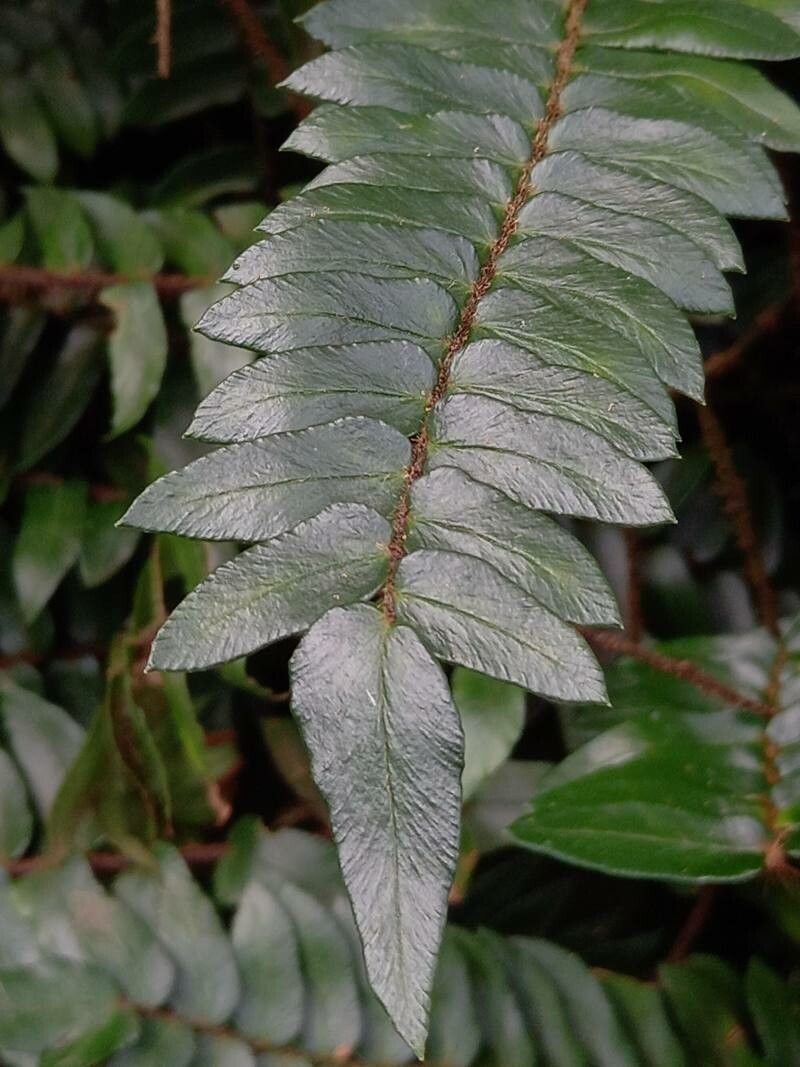 Pellaea falcata — search result for 'Pellaea'