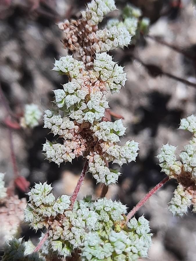 Chaetonychia cymosa — houseplant care guide