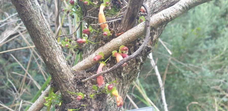 Halleria lucida flower