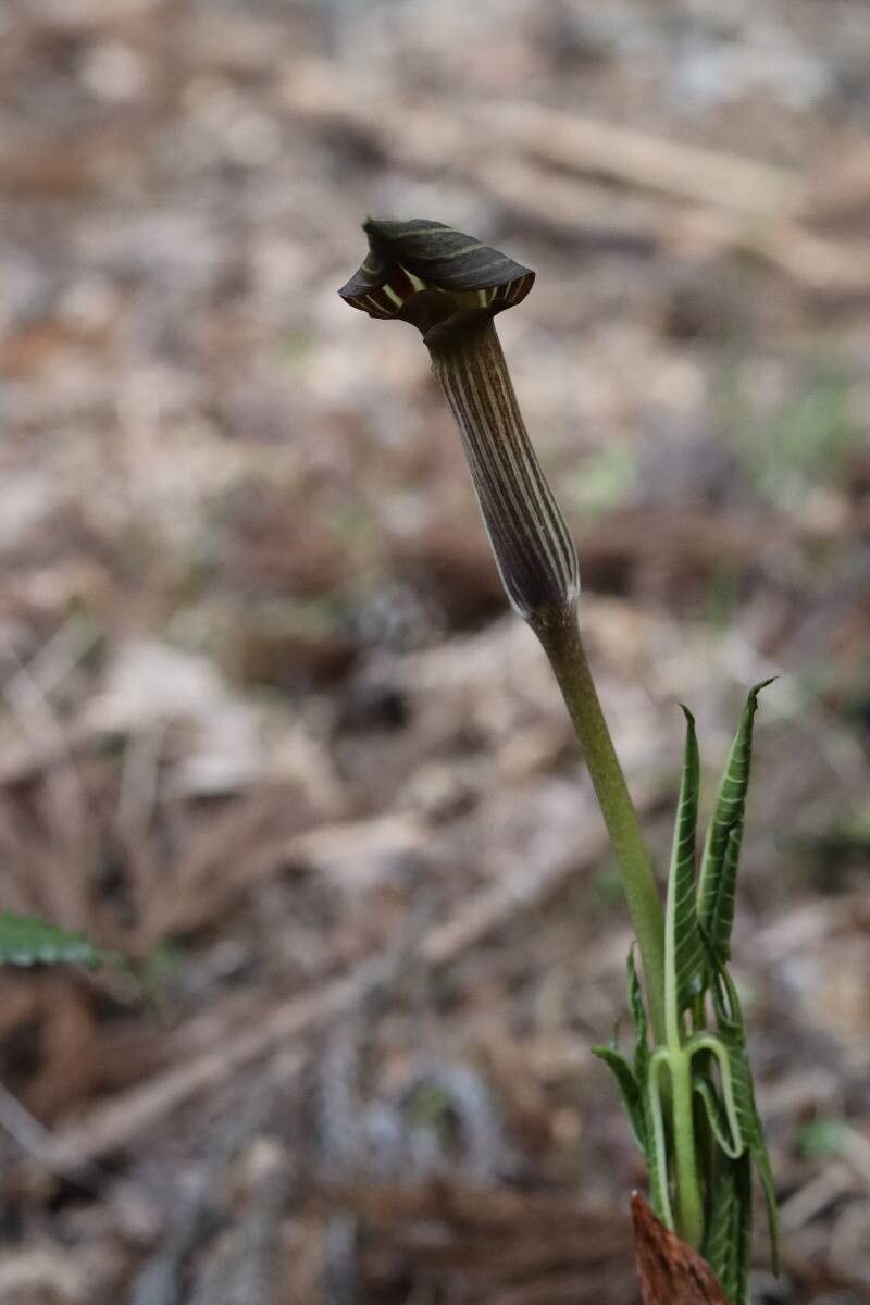 Arisaema aequinoctiale