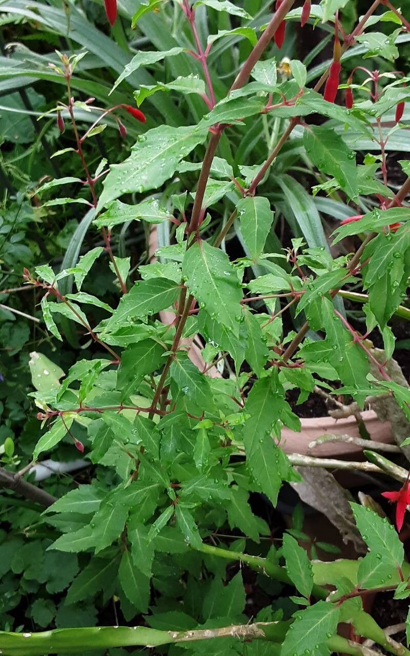 Fuchsia × exoniensis leaf