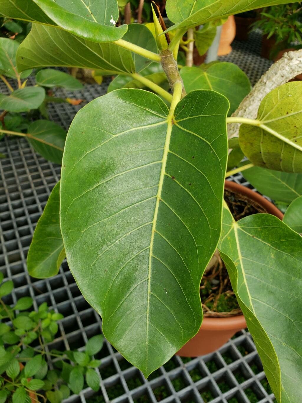 Ficus goldmanii — houseplant care guide