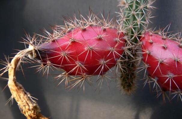 Acanthocereus oaxacensis fruit