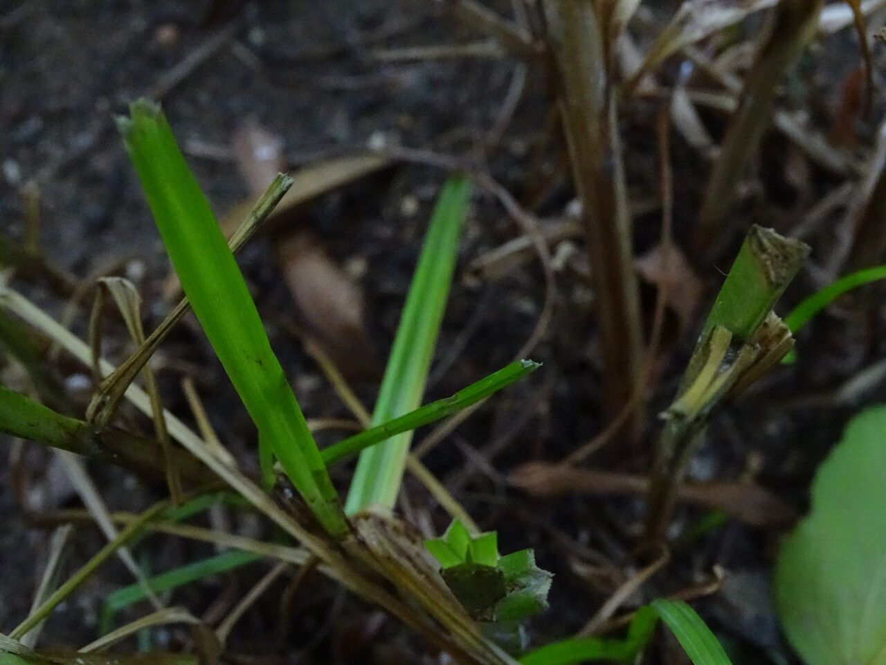 Cyperus distans — search result for 'Cyperus'