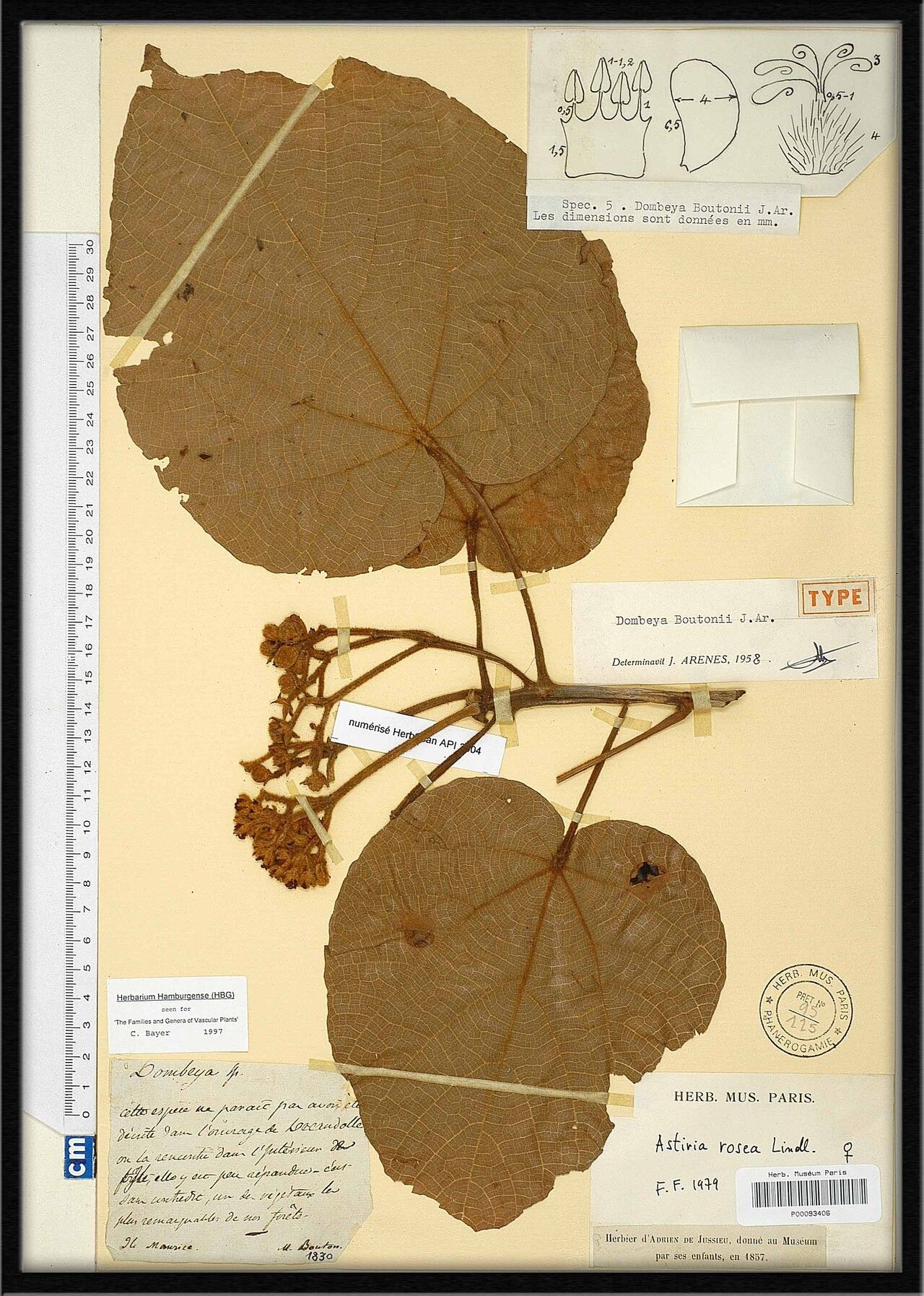 Ruizia rosea — houseplant care guide