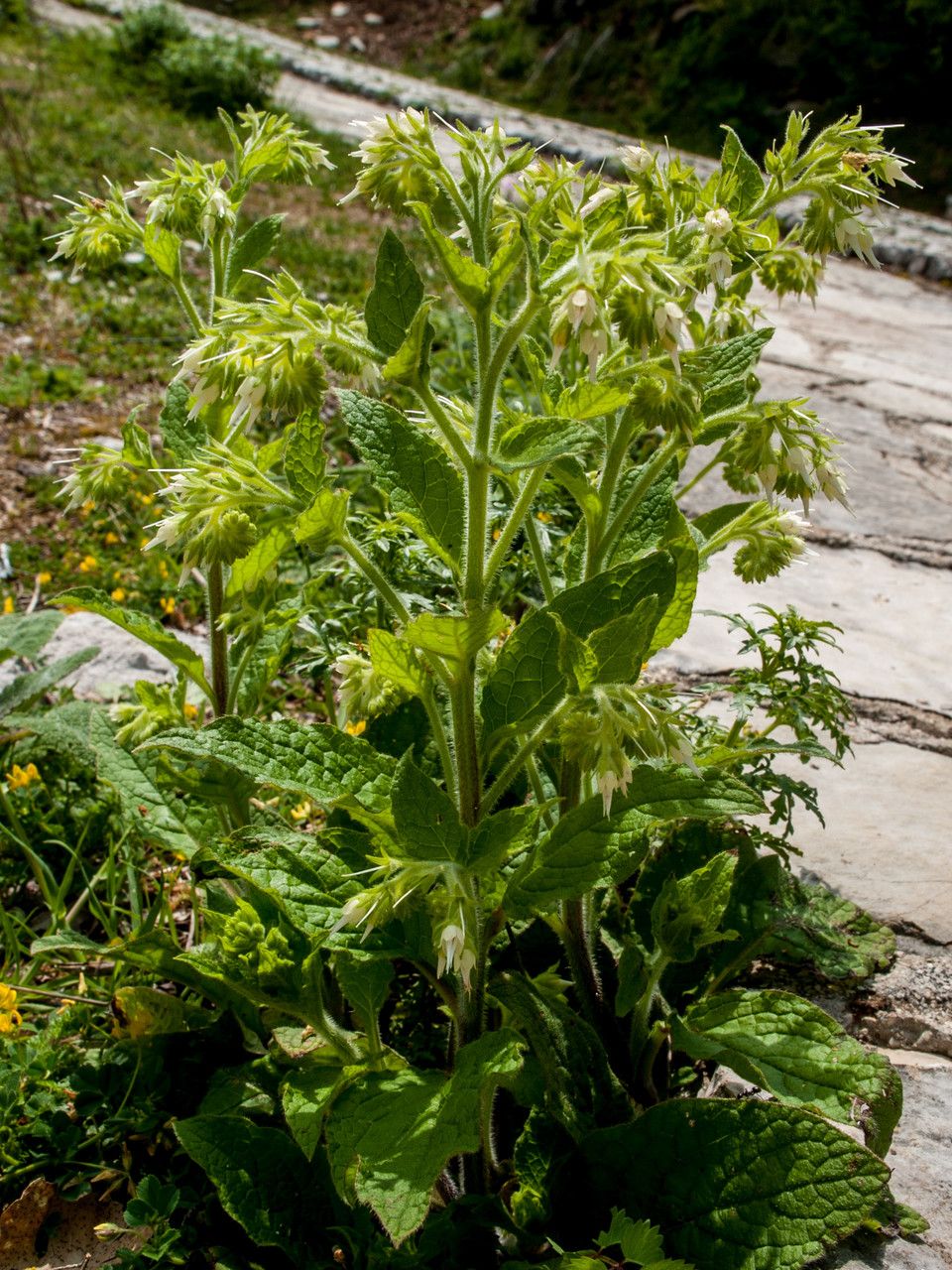 Symphytum ottomanum habit