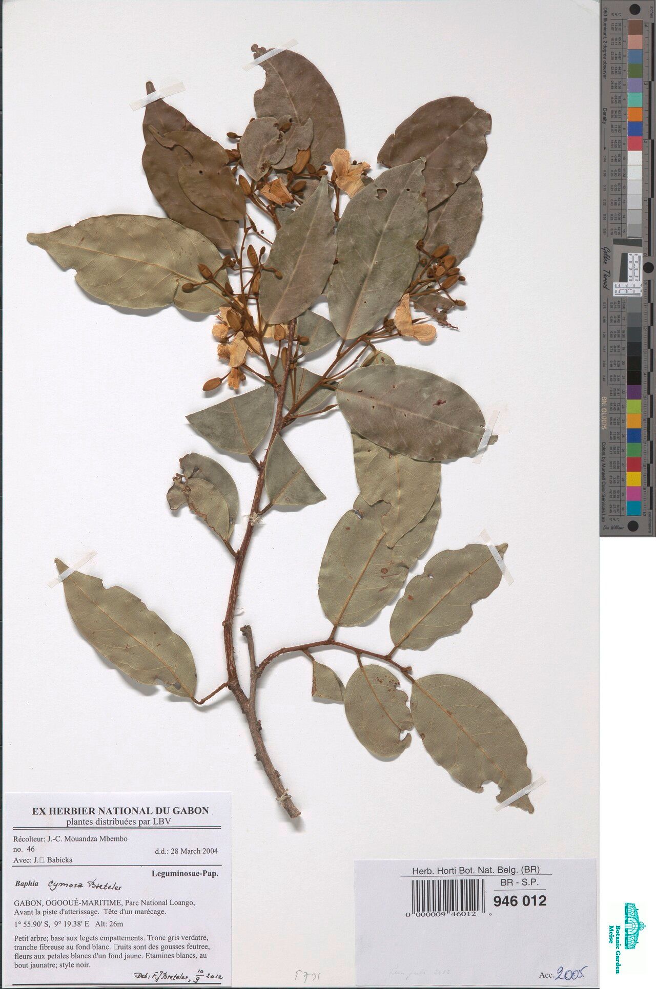 Baphia cymosa — houseplant care guide