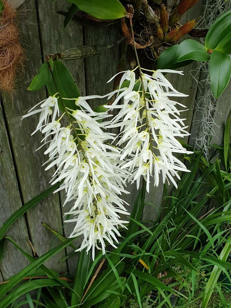 Dendrobium speciosum flower
