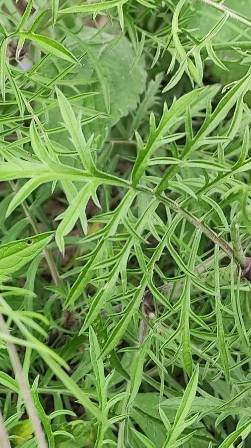 Scabiosa ochroleuca leaf