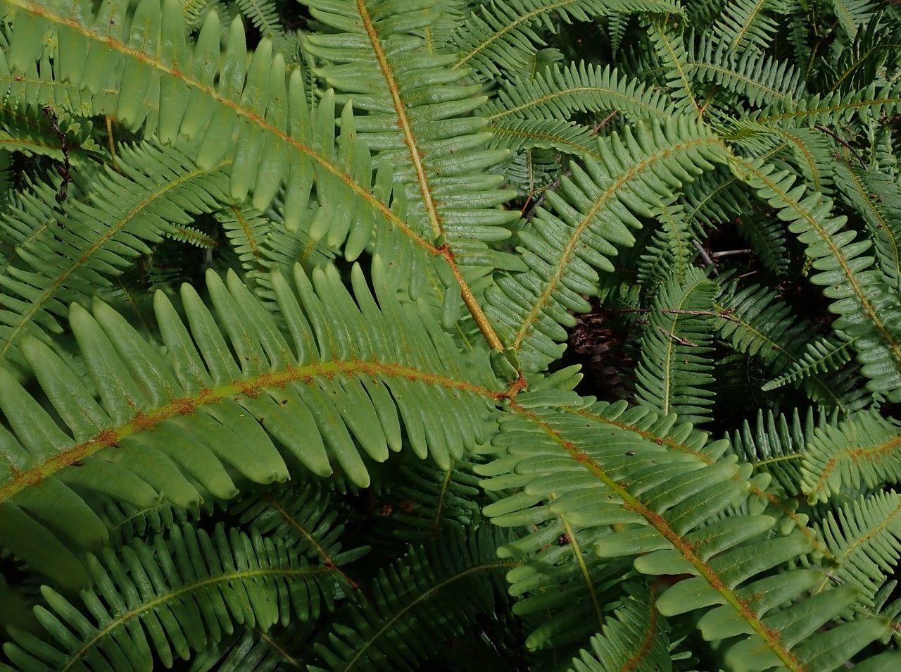 Dicranopteris linearis leaf