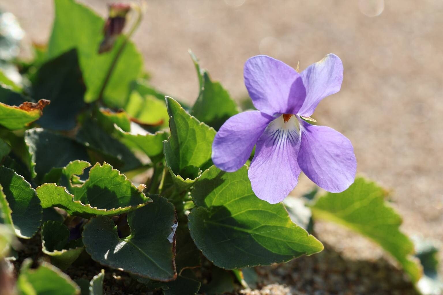 Viola grayi — houseplant care guide