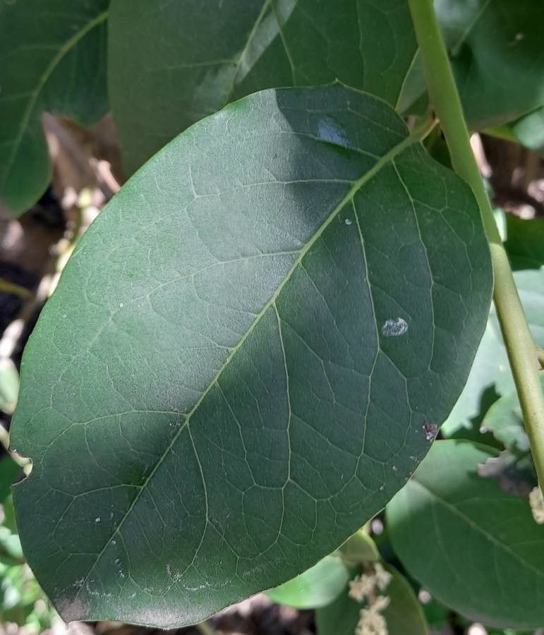 Citronella mucronata leaf