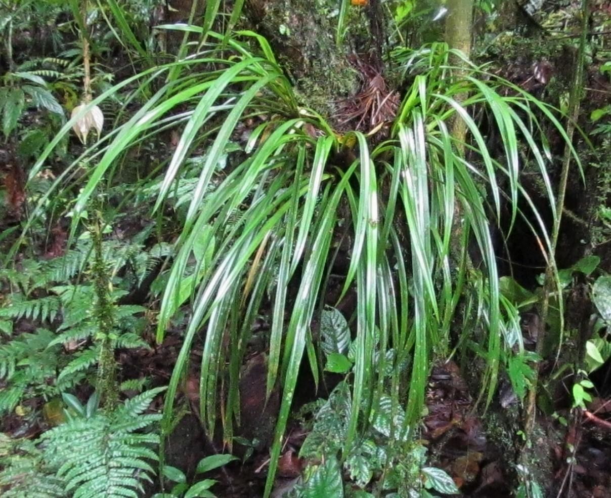 Maxillaria bicallosa habit