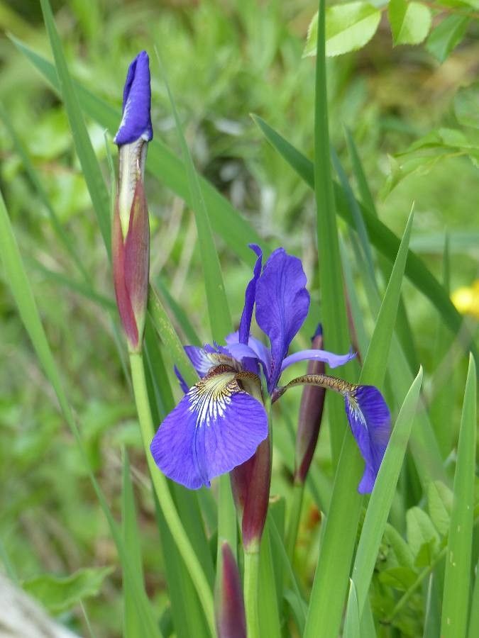 Iris versicolor flower