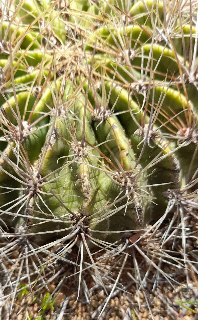 Echinopsis chrysochete — search result for 'Echinopsis'