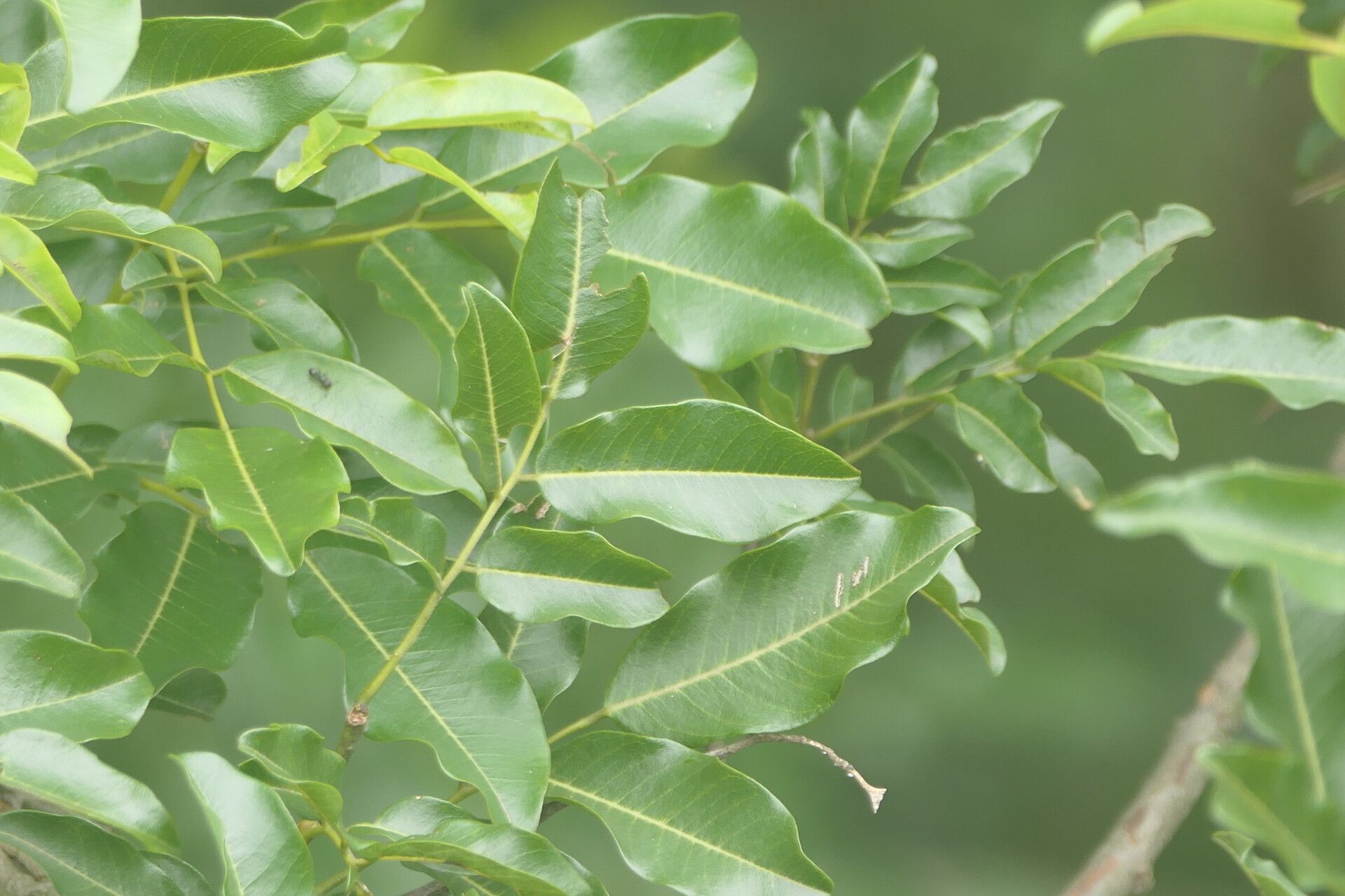 Dalbergia obovata leaf