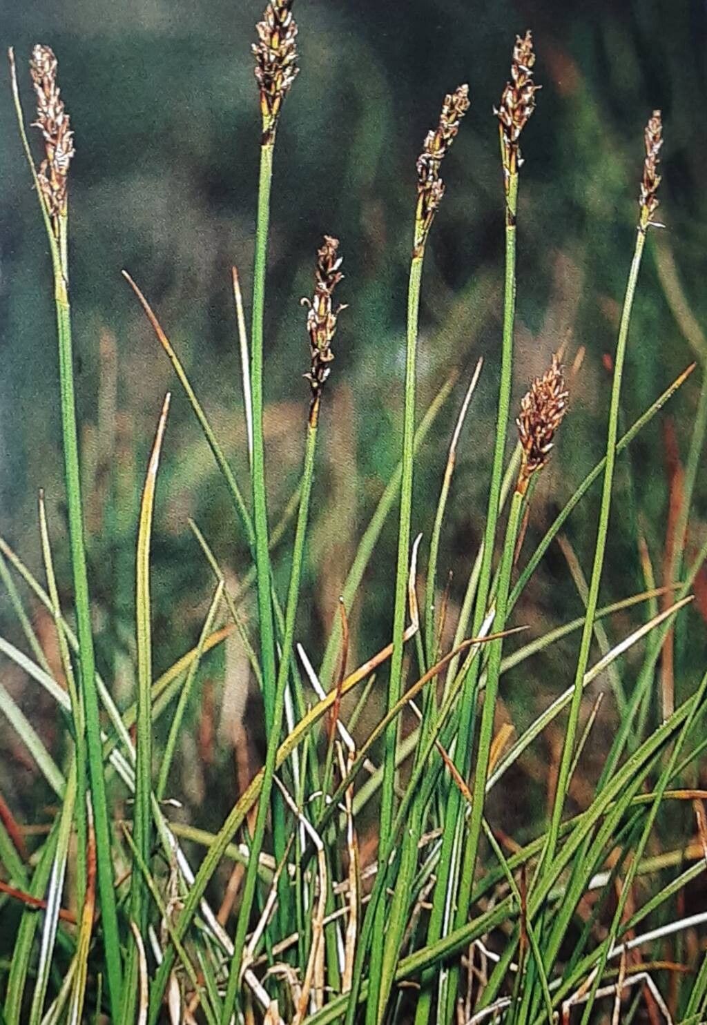 Carex simpliciuscula — houseplant care guide
