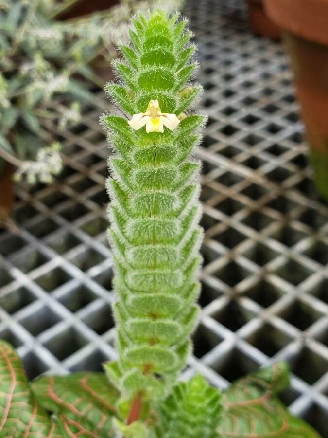 Fittonia gigantea flower