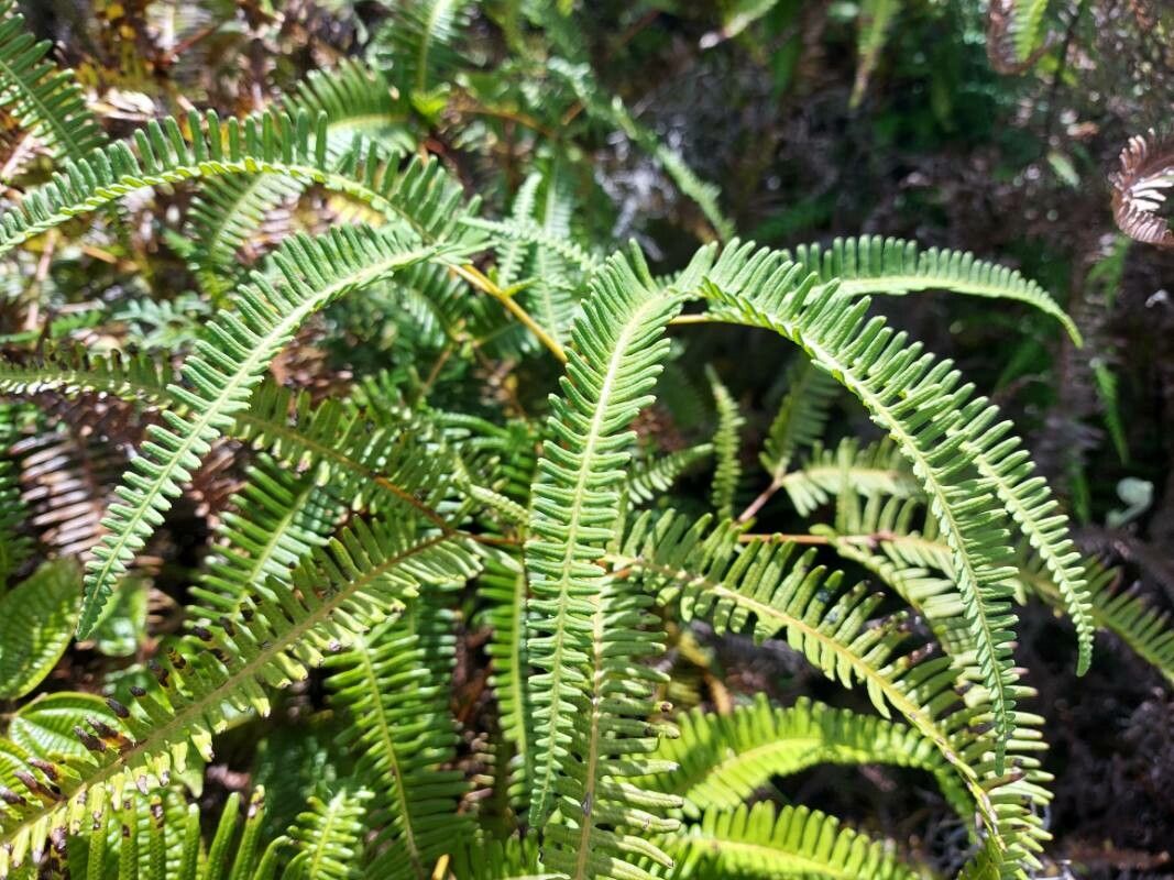 Dicranopteris cadetii — related species from the same genus