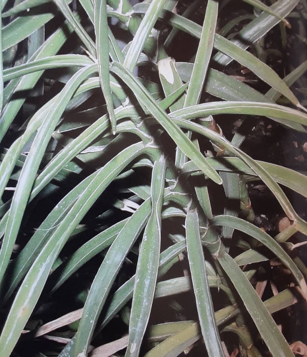 Dracaena bagamoyensis habit