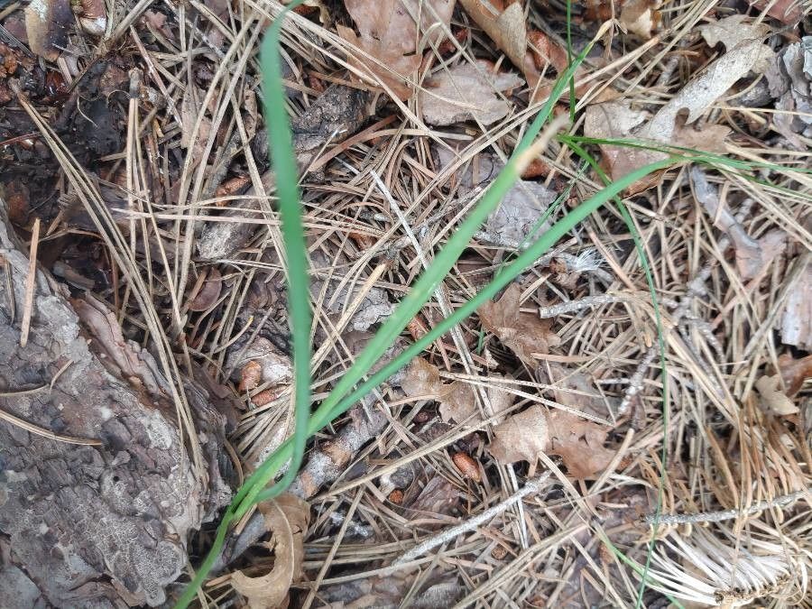 Allium cernuum — search result for 'Allium'