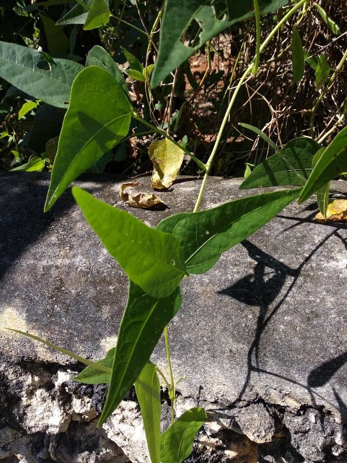Phaseolus lunatus leaf