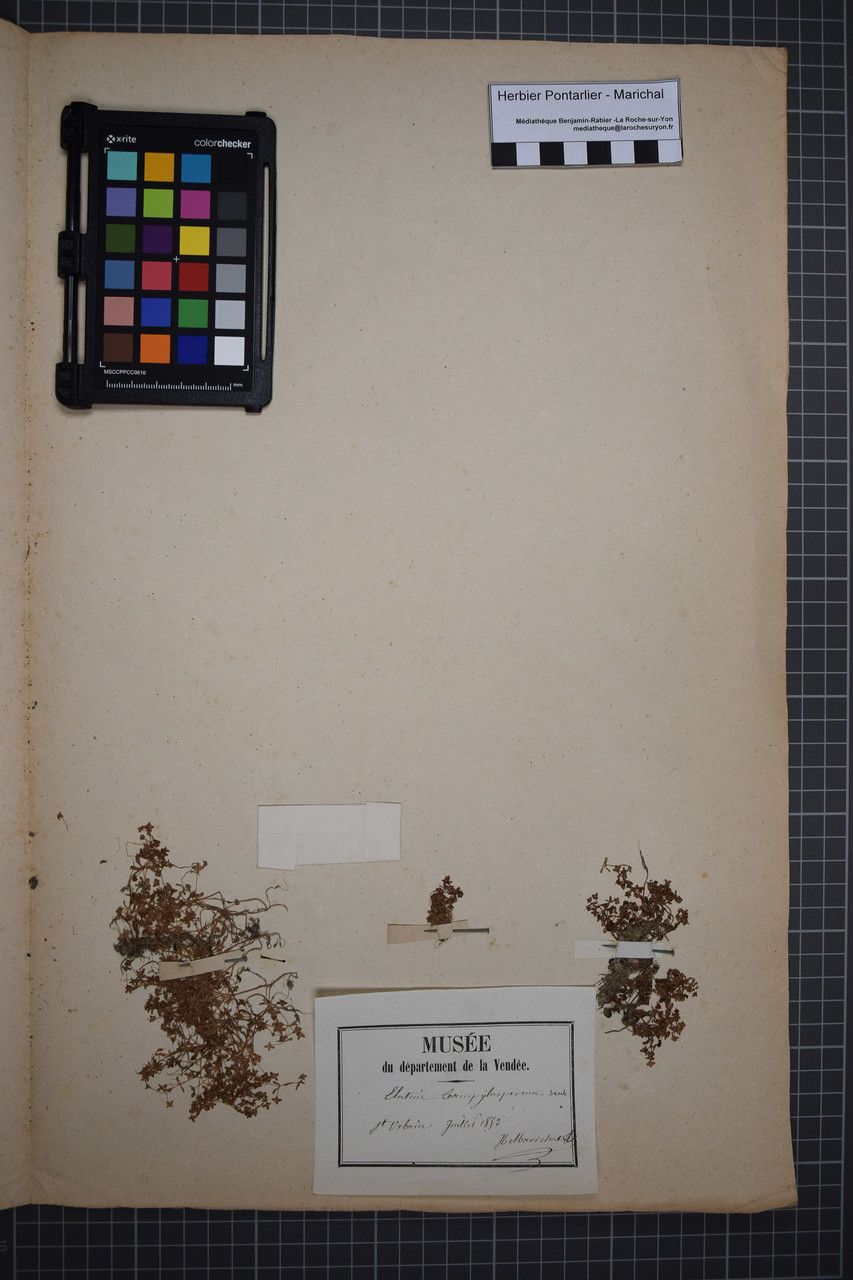 Elatine macropoda other