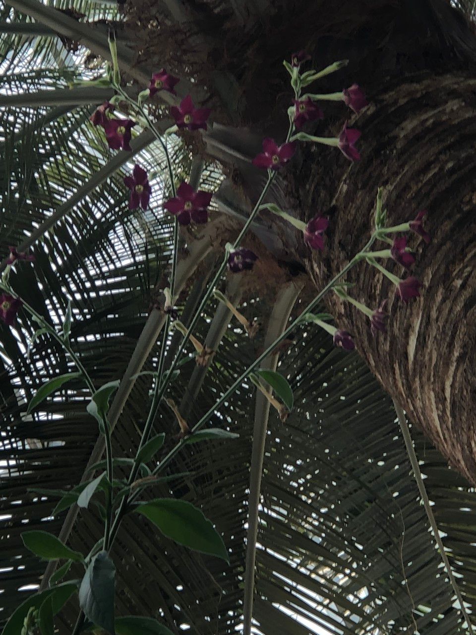 Nicotiana spp. habit