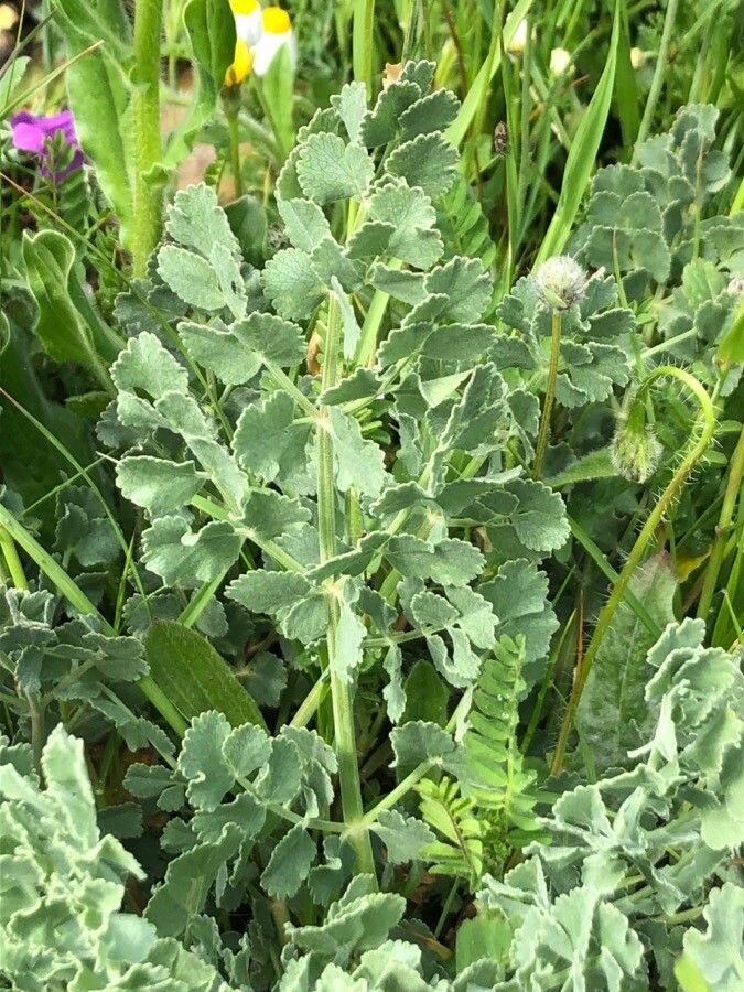 Pimpinella villosa leaf